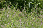 Ramping fumitory